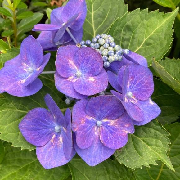 Meet your Posher, - Picture 7 of 15